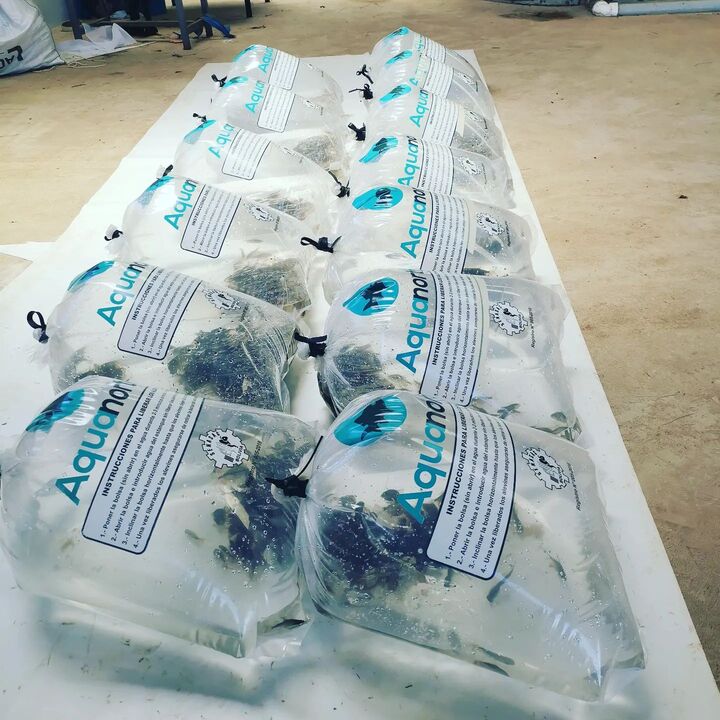 bolsas