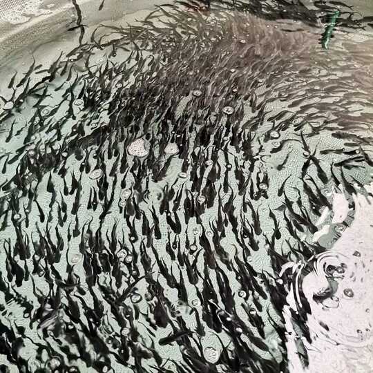 peces